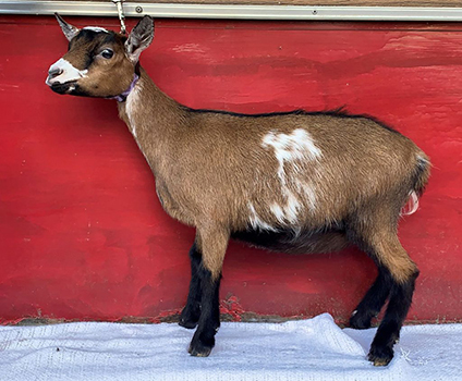 feathernscale alderaan's hope